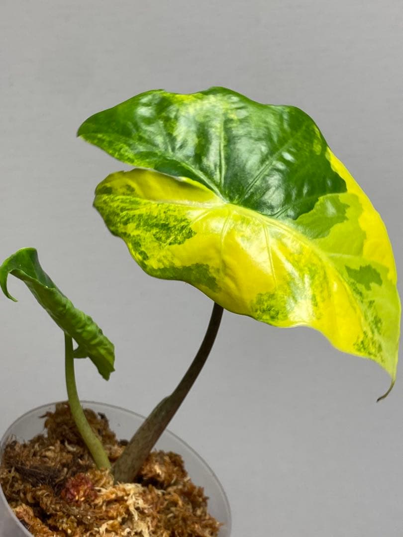 自*間様 【超希少‼️】アロカシア ポルトドラ/ポルトラ 斑入り