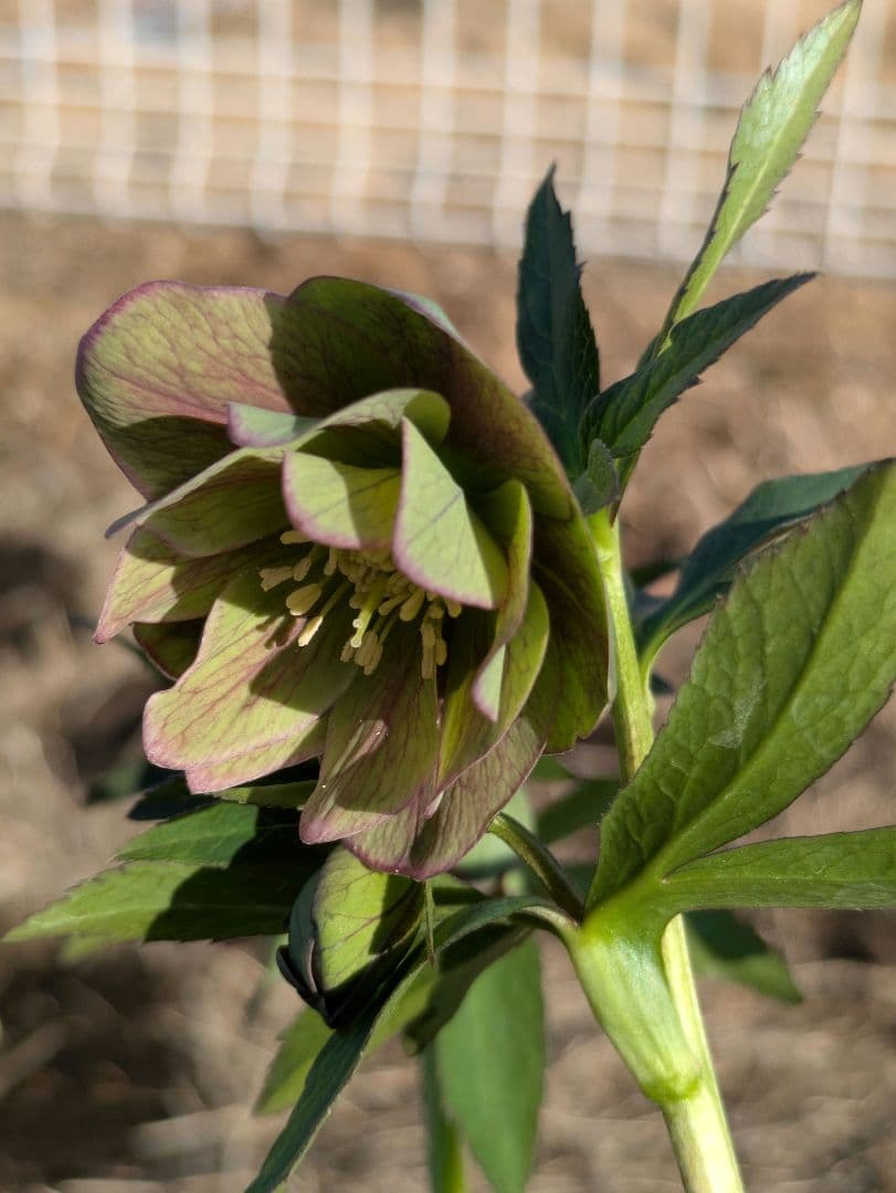 クリスマスローズ 高橋育苗 リトルビースト ファントム dd ワイルド