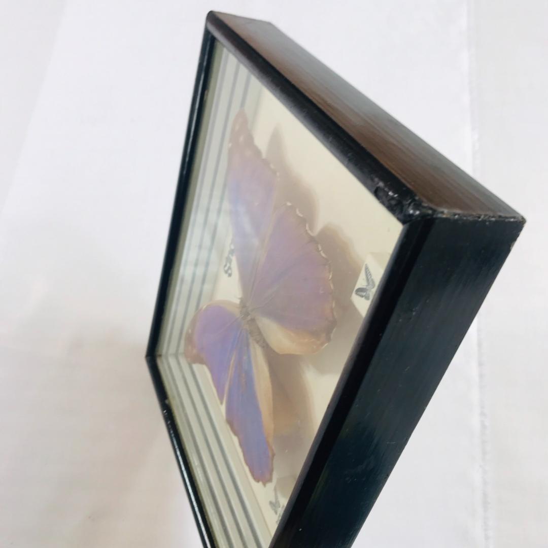 蝶 標本 Morpho didius THE GREAT BLUE モルフォ蝶 - メルカリ