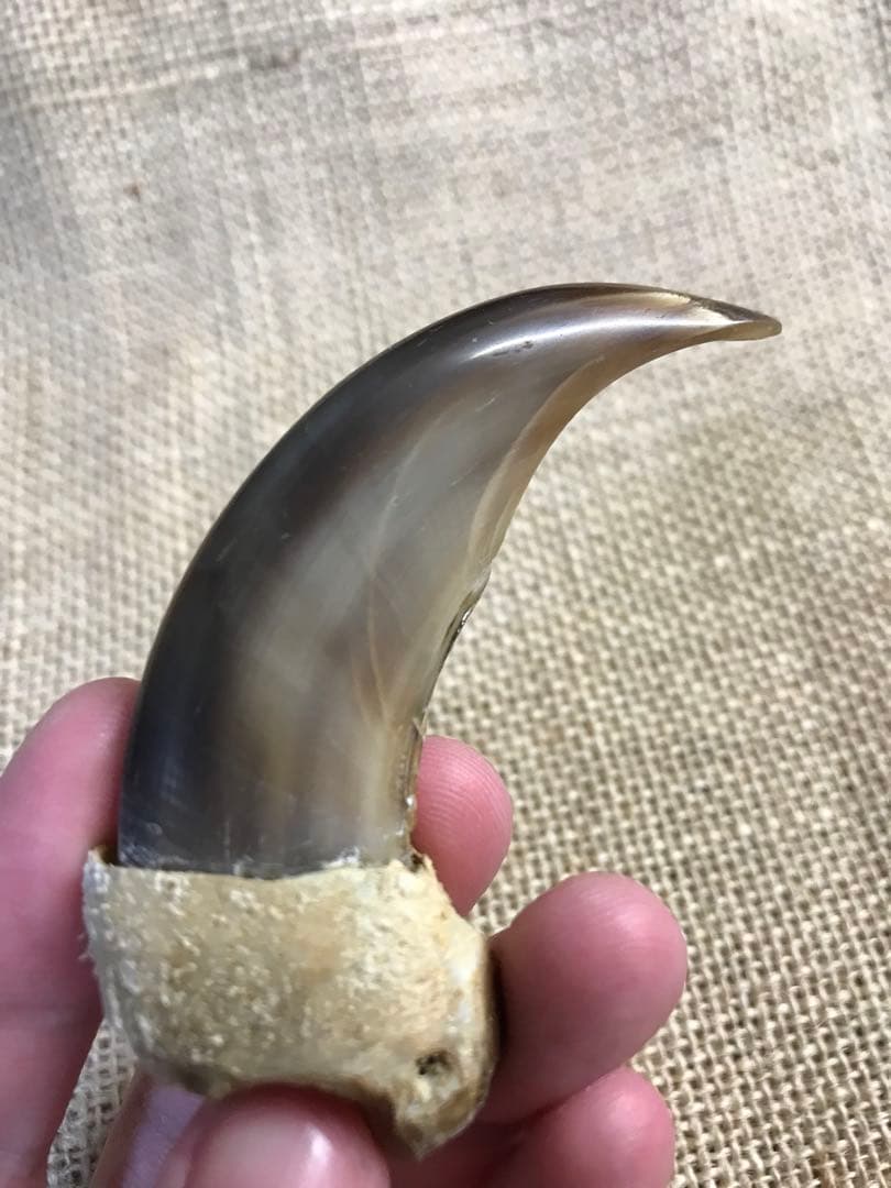 金毛 ヒグマ 巨大 爪 熊の爪 - メルカリ