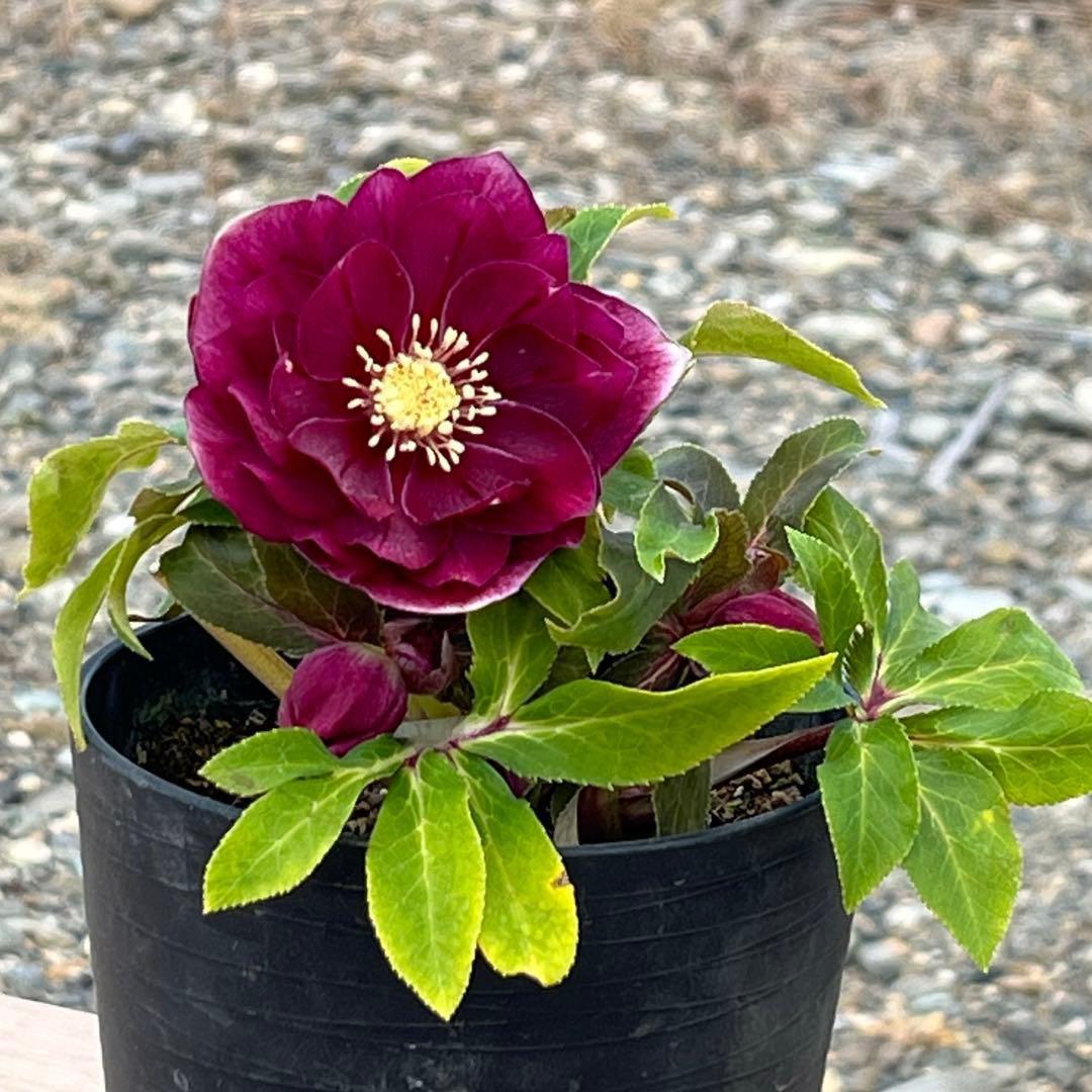 の*ん様 ☘️限定1株☘️未株分け☘️蕾付き☘️3356⭐️極上新色⭐️紅ピンク