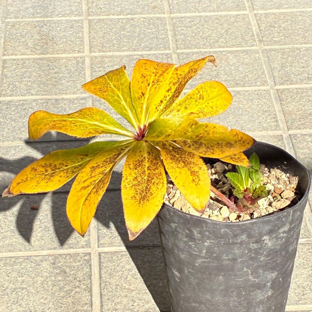 の*ん様 ☘️限定1株☘️未株分け☘️蕾付き☘️3356⭐️極上新色⭐️紅ピンク