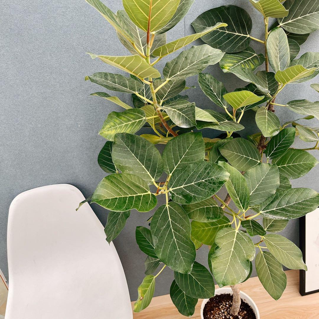 現品］【希少】86番 フィカスグランディス 8号 観葉植物 室内 大型