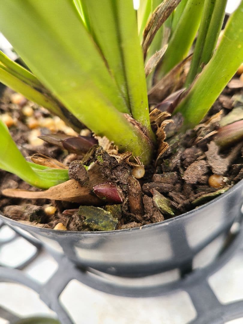 ミスマフェット。花芽合計27個。5鉢セット。蜜蜂誘引蘭。日本蜜蜂