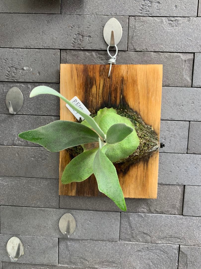 P.Elsa ビカクシダ 板付 エルサ スポア P.Elsa ビカクシダ 板付 エルサ スポア