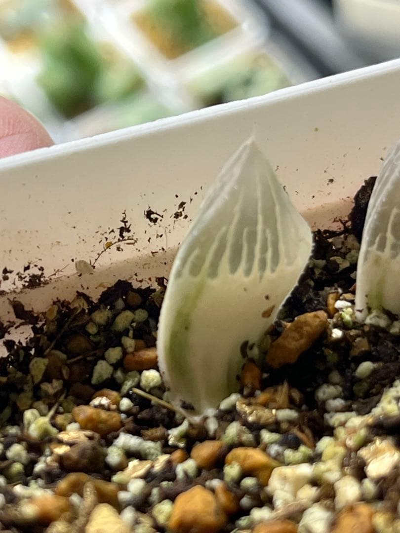 ハオルチア 白蛇伝 葉挿し 発根済み - メルカリ