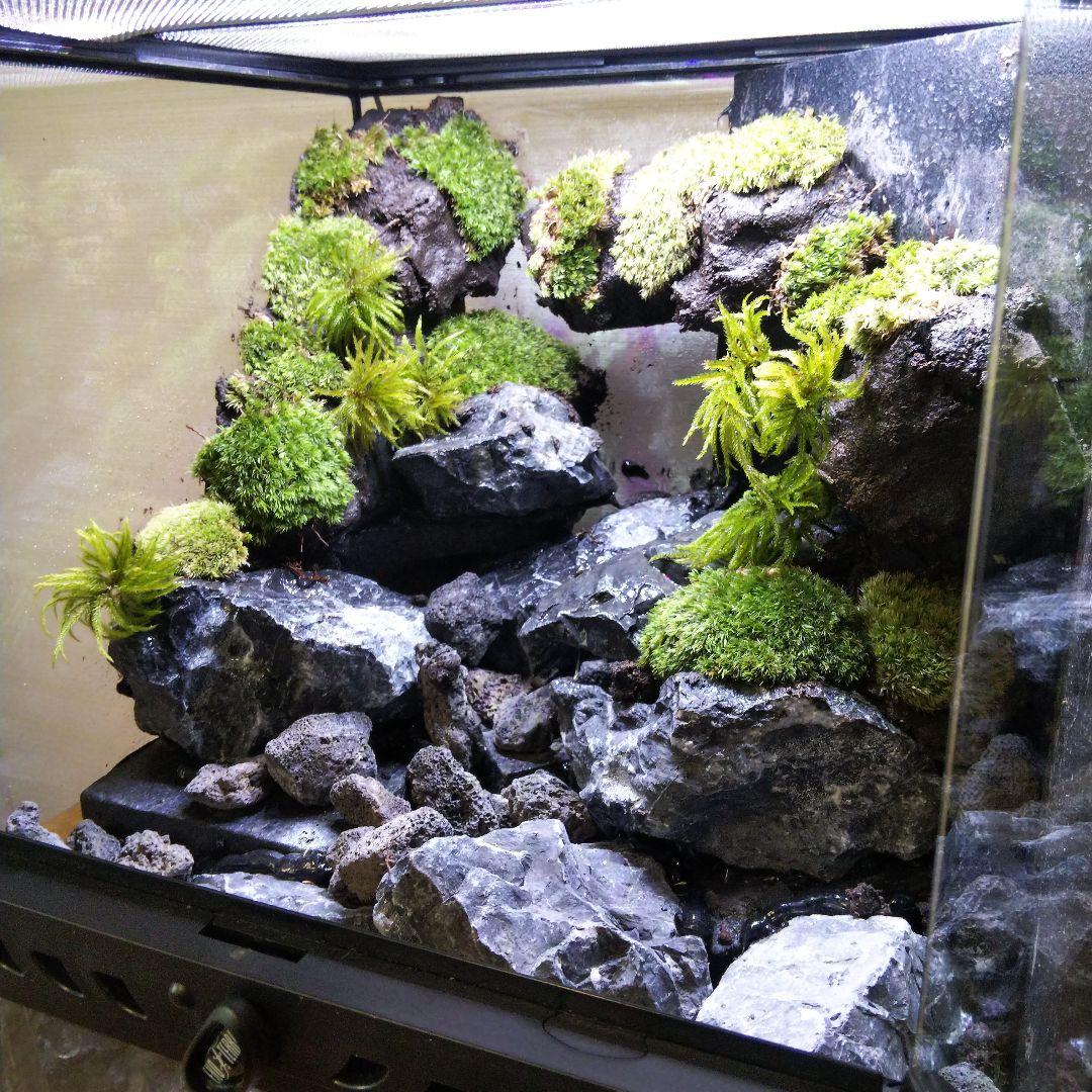 受注生産】イモリウムグラステラリウム3030 苔テラリウム アクア