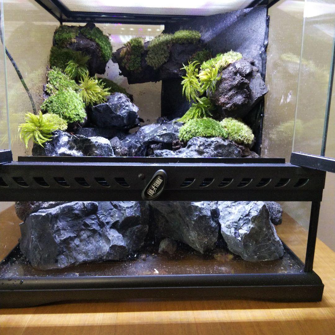 受注生産】イモリウムグラステラリウム3030 苔テラリウム アクア