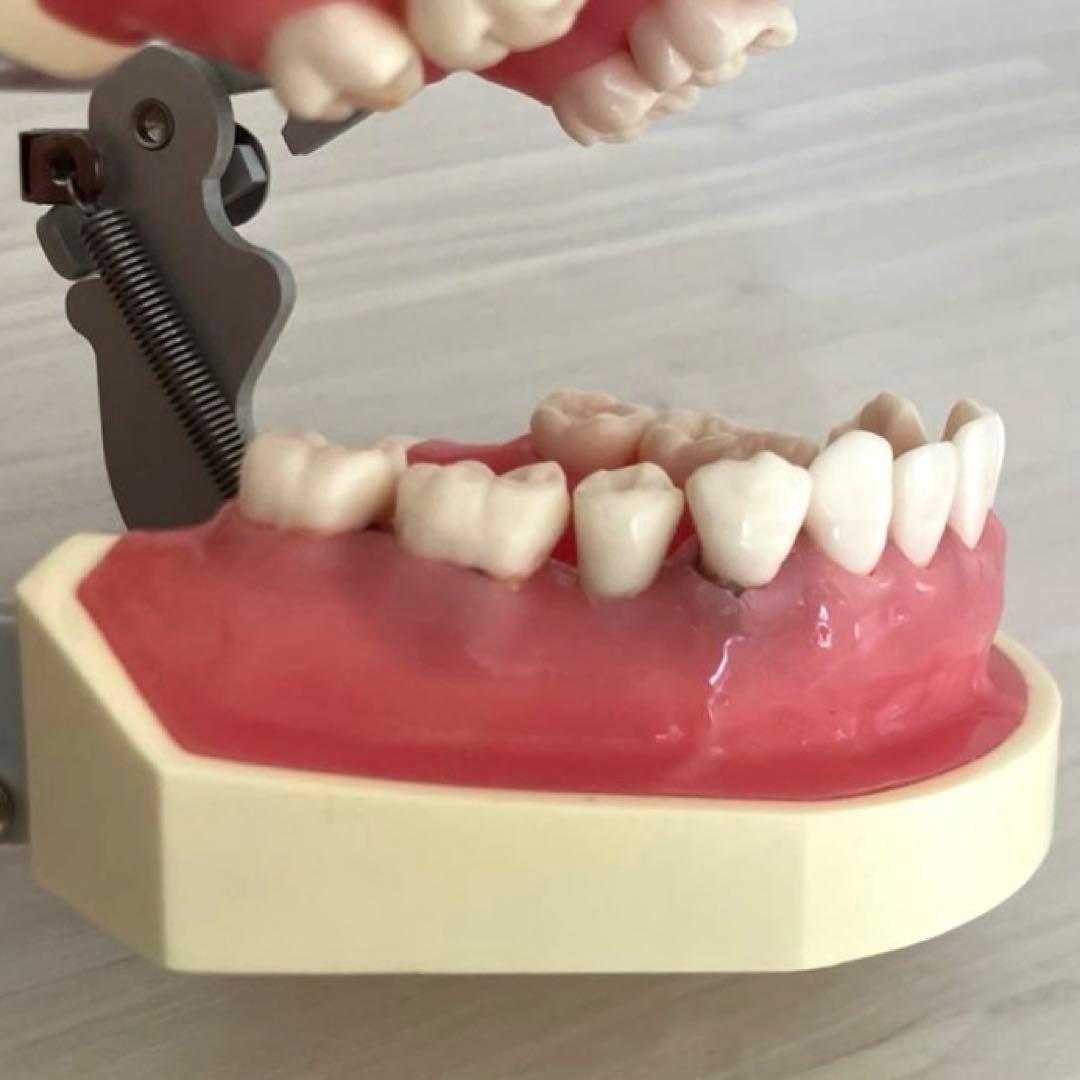 NISSIN ニッシン額模型 叢生顎模型 - メルカリ