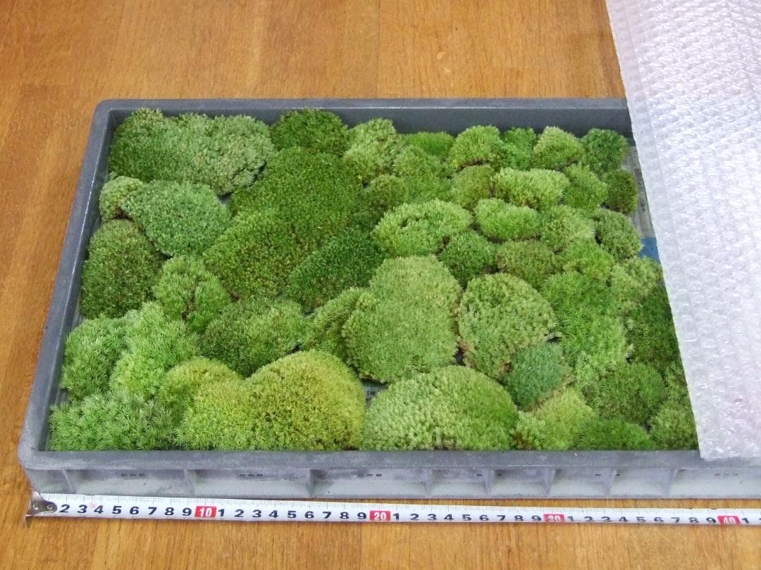 teru3様専用 コケ各種3.5トレーとカサゴケ1Pタマゴケ2P - メルカリ