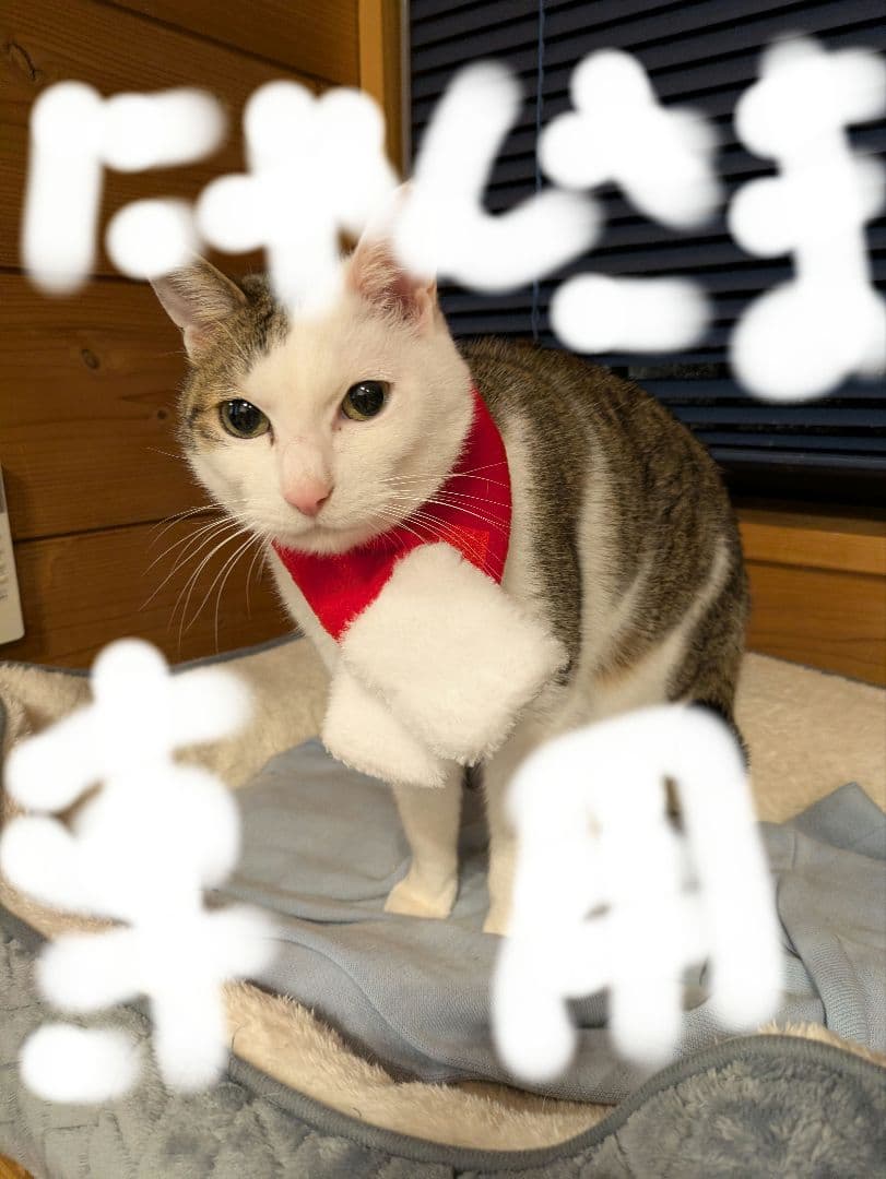 ソワーニュクレンジング２ケセット ソワーニュ クリア クレンジングクリーム AL｜CPコスメティクス