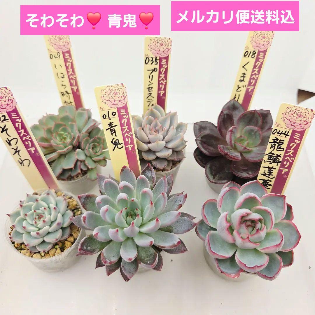 M*˚様 ⑲大きめ苗! そわそわ❣️青鬼❣️龍鱗蓮華❣️おらいさん発根済 6苗メ ⑲大きめ苗! そわそわ❣️青鬼❣️龍鱗蓮華❣️おらいさん発根