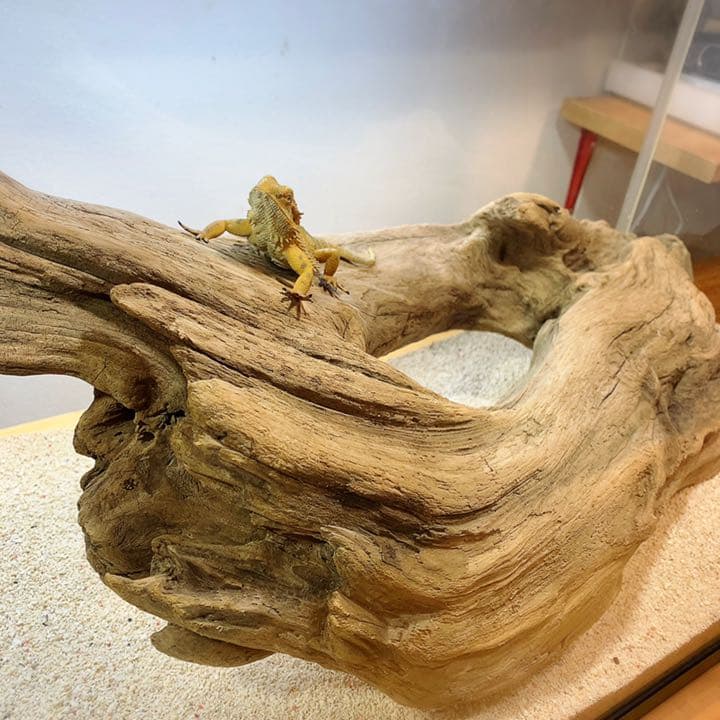 流木 No.255アク抜き済 煮沸紫外線殺菌済 爬虫類トカゲシェルター