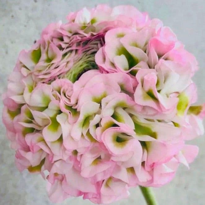 ぽちまる様専用 ラナンキュラス ポンポン ハーマイオニー 2鉢