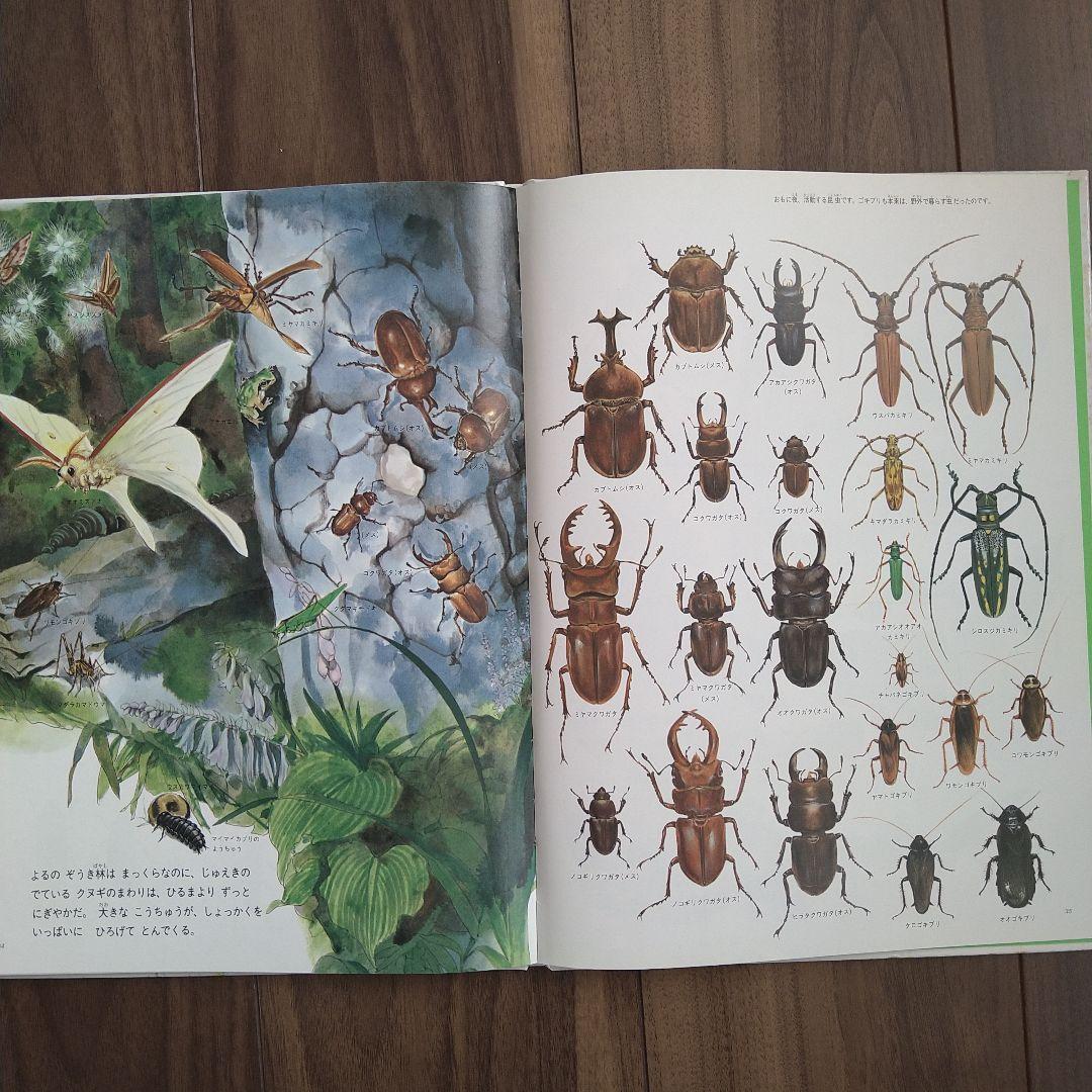 昆虫 虫 夏の虫 夏の花 645種の身近な生きものの世界 自由研究 - メルカリ