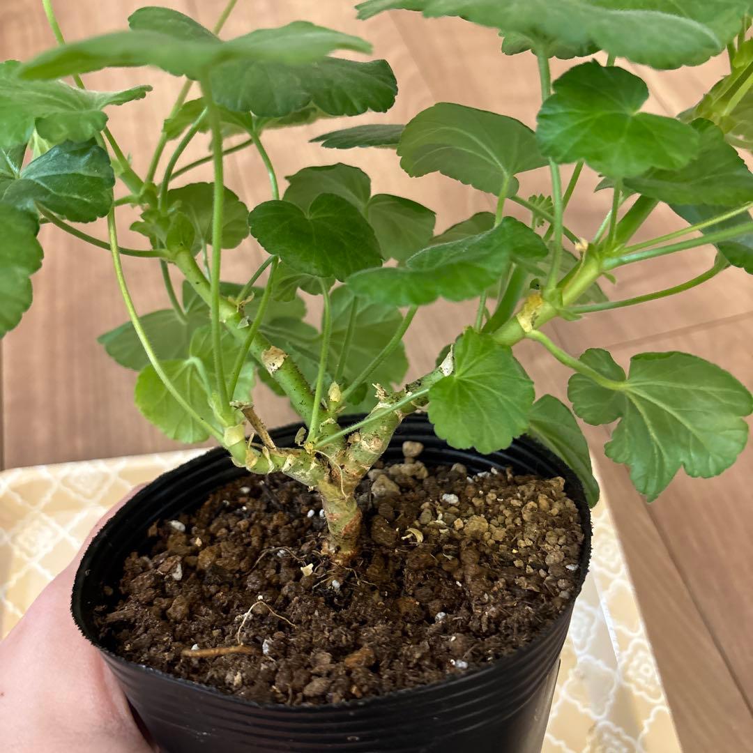 mnpb 日本初海外品種ゼラニウム 希少ゼラニウム - メルカリ