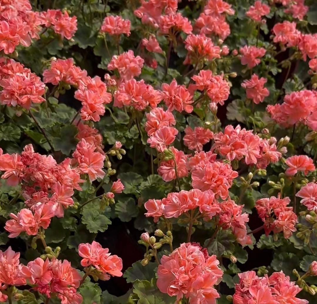 mnpb 日本初海外品種ゼラニウム 希少ゼラニウム - メルカリ