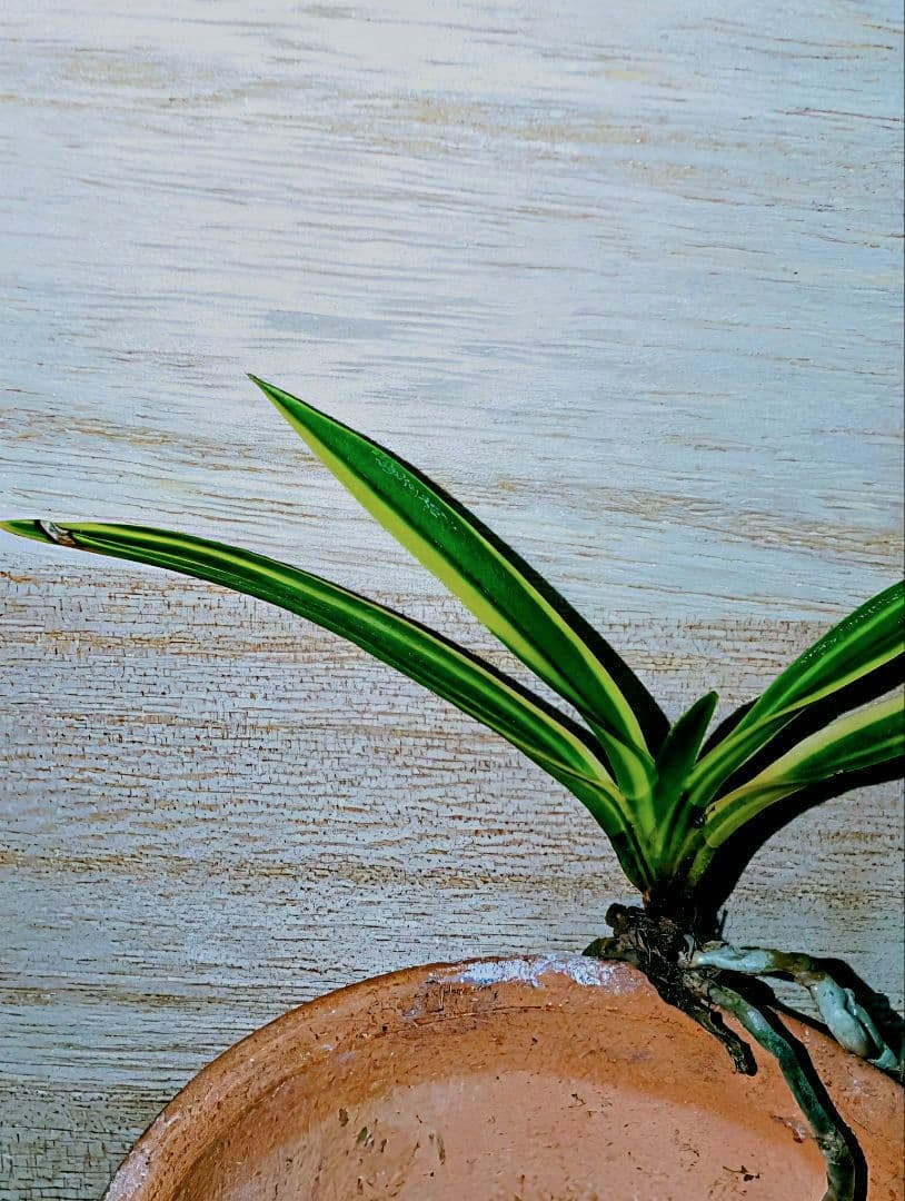 富貴蘭 総ルビー根建国殿縞 - メルカリ