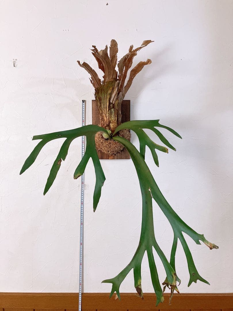 大株ビカクシダ ウィリンキーwild