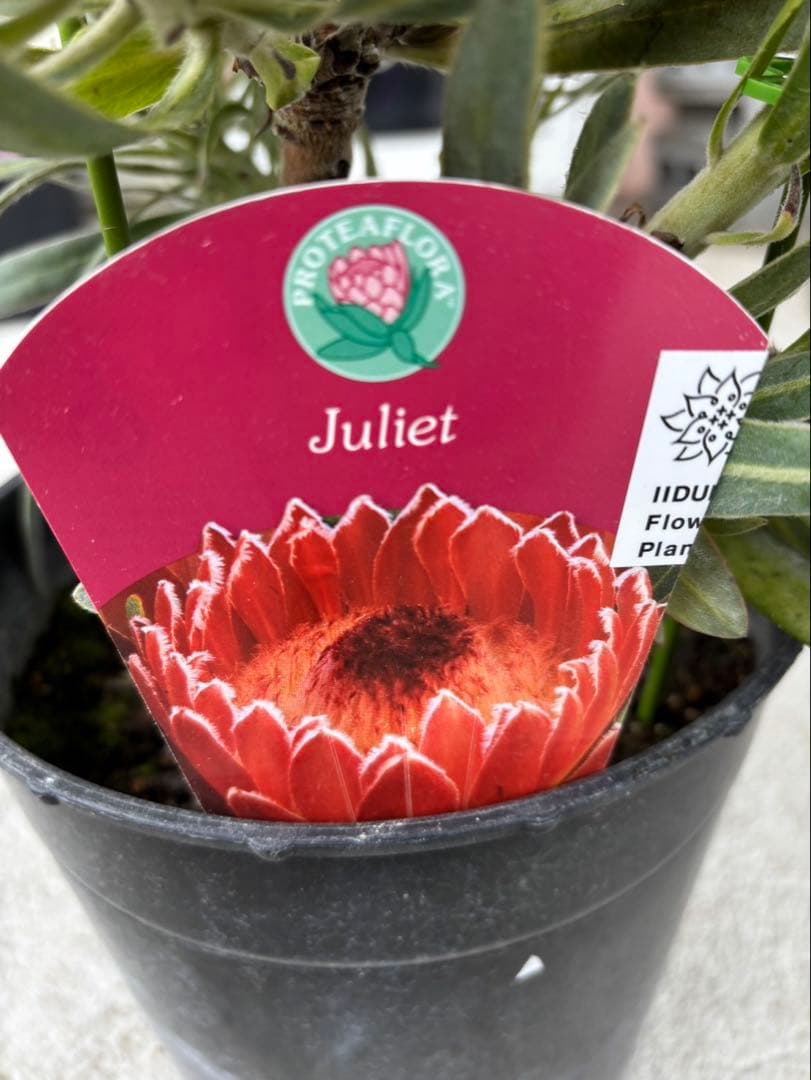 プロテア ジュリエット 6フラワー！ - メルカリ