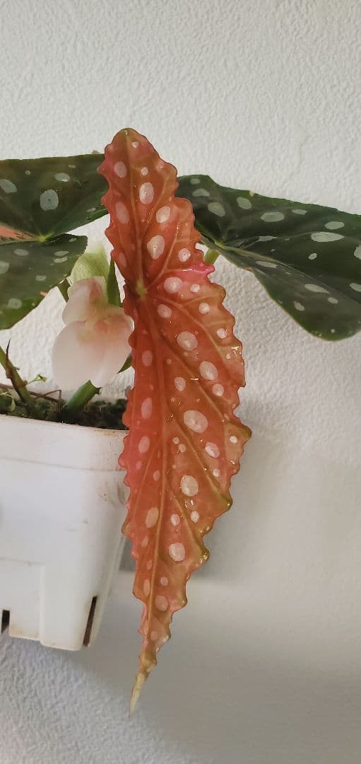 ベゴニア・マクラータ斑入り株の出品です。