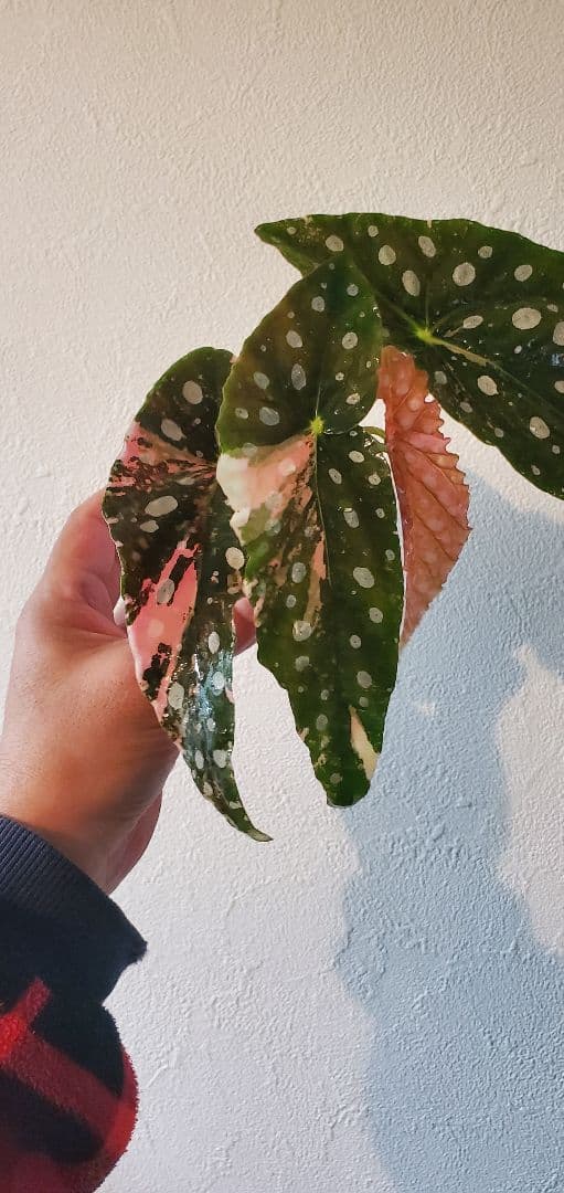 ベゴニア・マクラータ斑入り株の出品です。