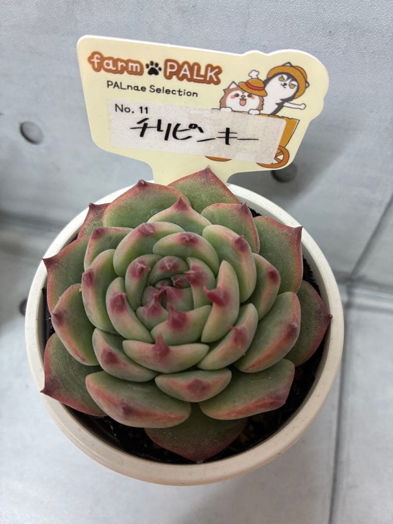 チリピンキー茜小鶴 札付きポットごとメルカリ便ファームパルクさん苗