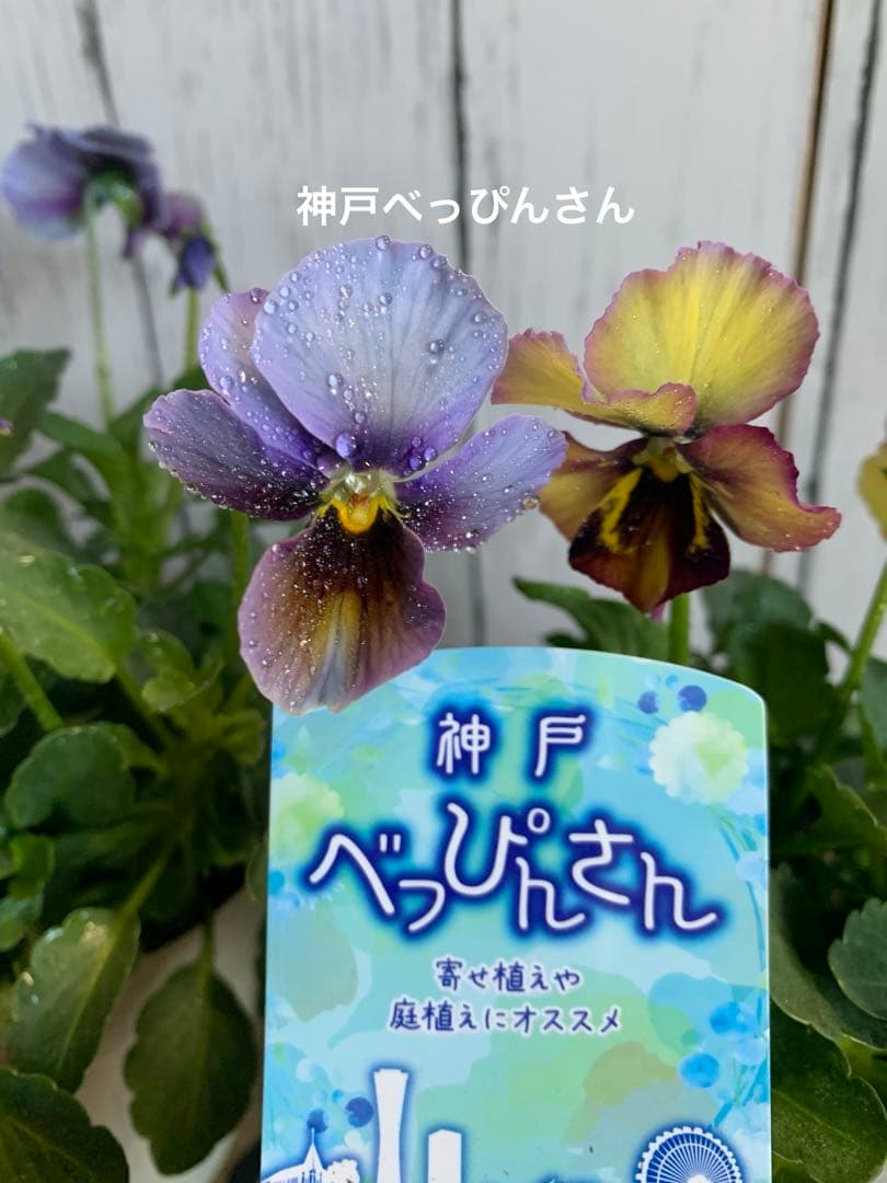 だ*ま様 神戸べっぴんさん苗 幻夢 2苗セット - メルカリ