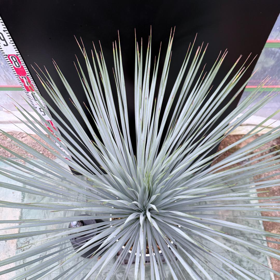 AL1049】ユッカ ロストラータ ランチョブルー 数量限定販売 - メルカリ