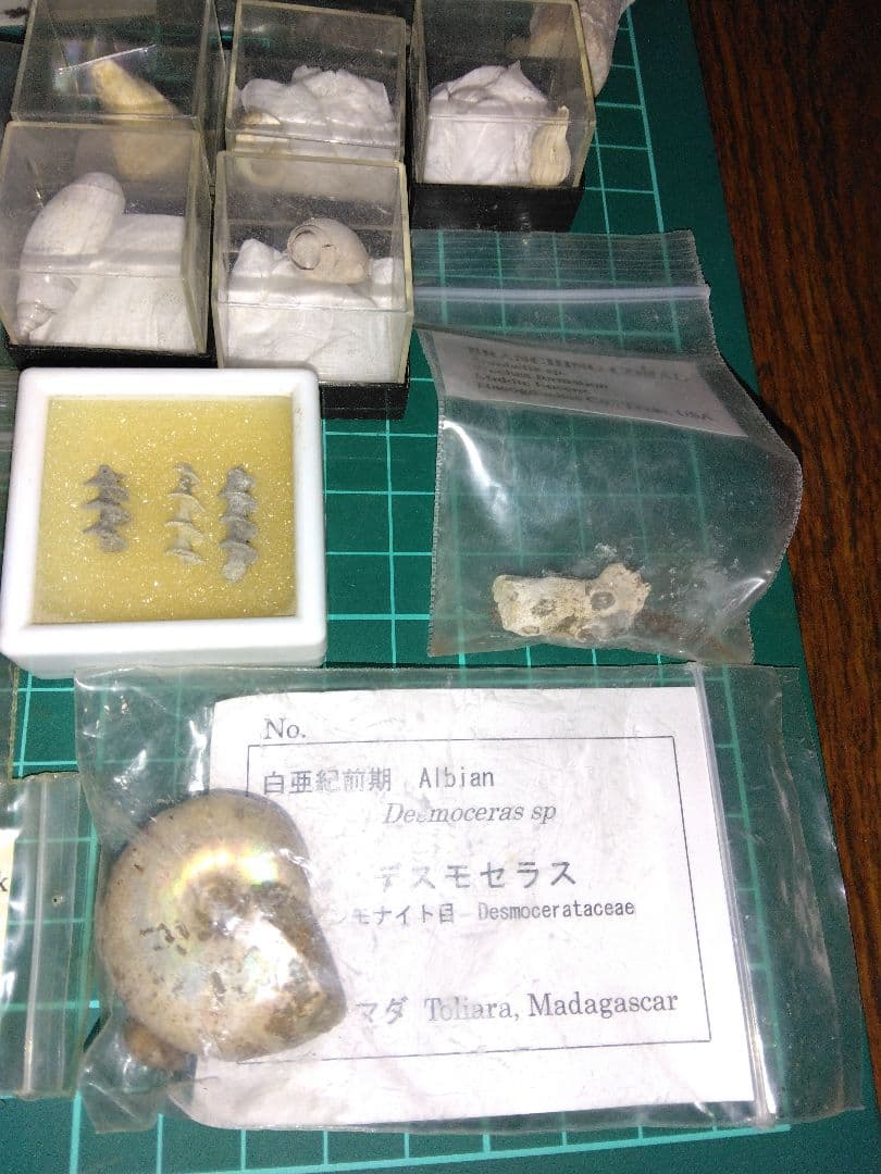 世界の化石 まとめ売り 化石 アンモナイト 巻き貝 ウミユリ サメの歯化石