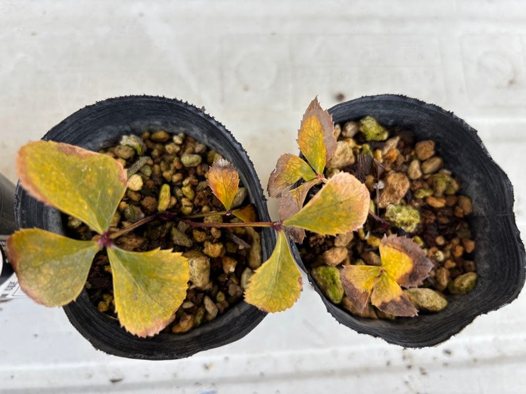 敦子様 リクエスト 4点 まとめ商品