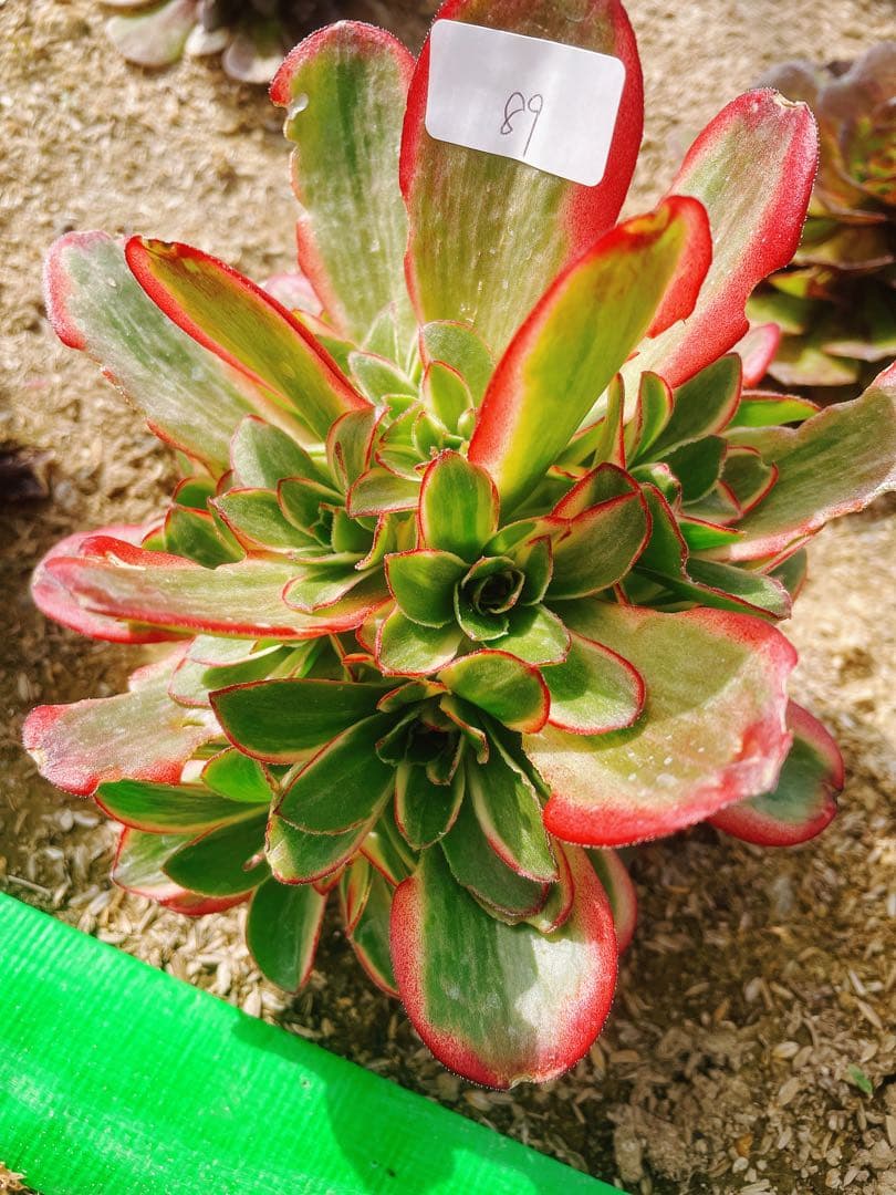 89 魅金ローズ錦ー納福 小群生 アエオニウム 多肉植物 抜き苗 - メルカリ