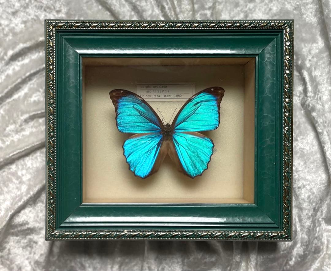 メネラウスモルフォ 標本箱 蝶 標本 額縁 インテリア 壁掛け アンティーク 蝶標本「メネラウスモルフォ」- 海福雑貨通販部