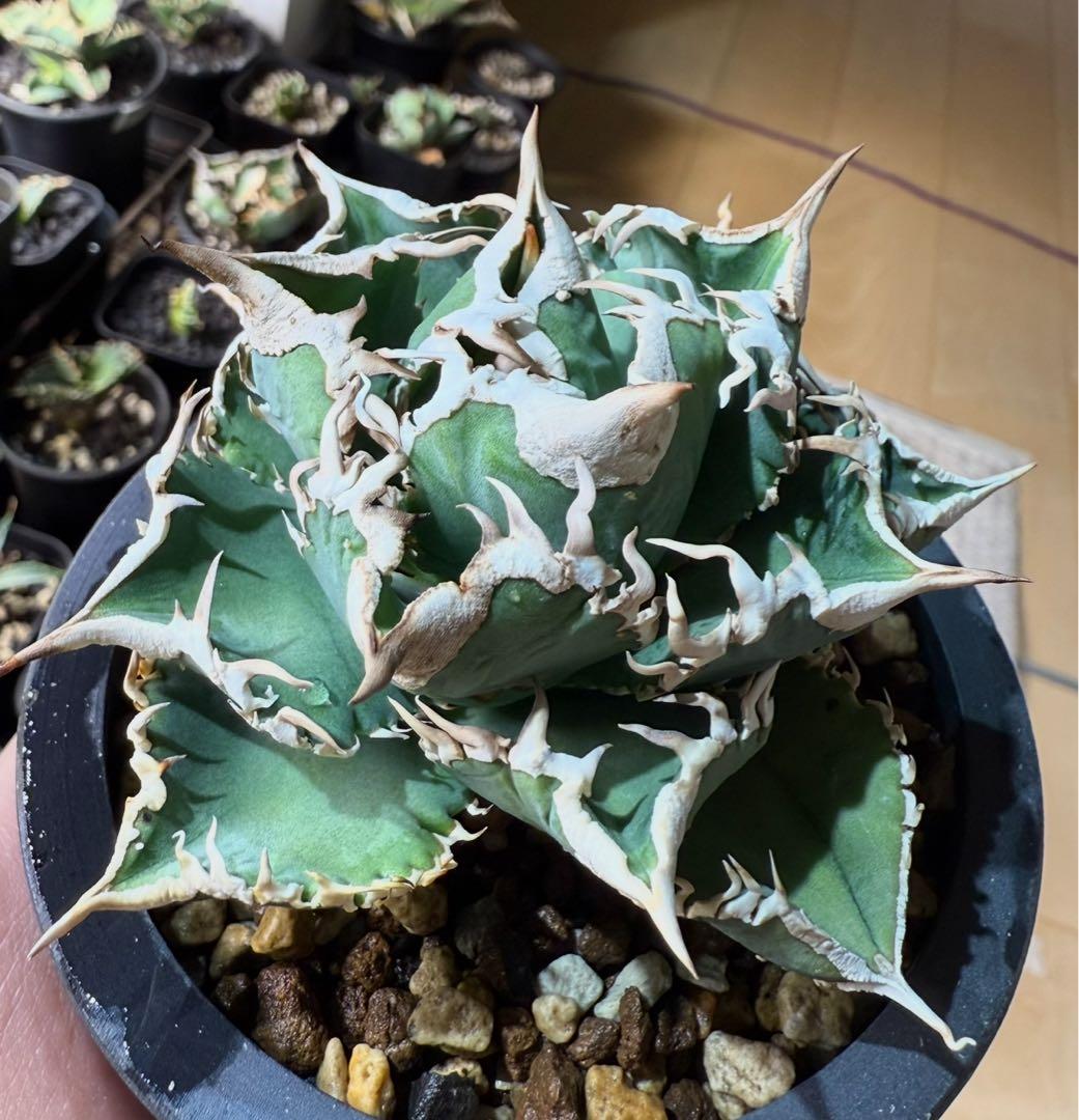 鉢ごと発送】アガベ チタノタ 大白鯊【白棘・独特の鋸歯・低重心・強