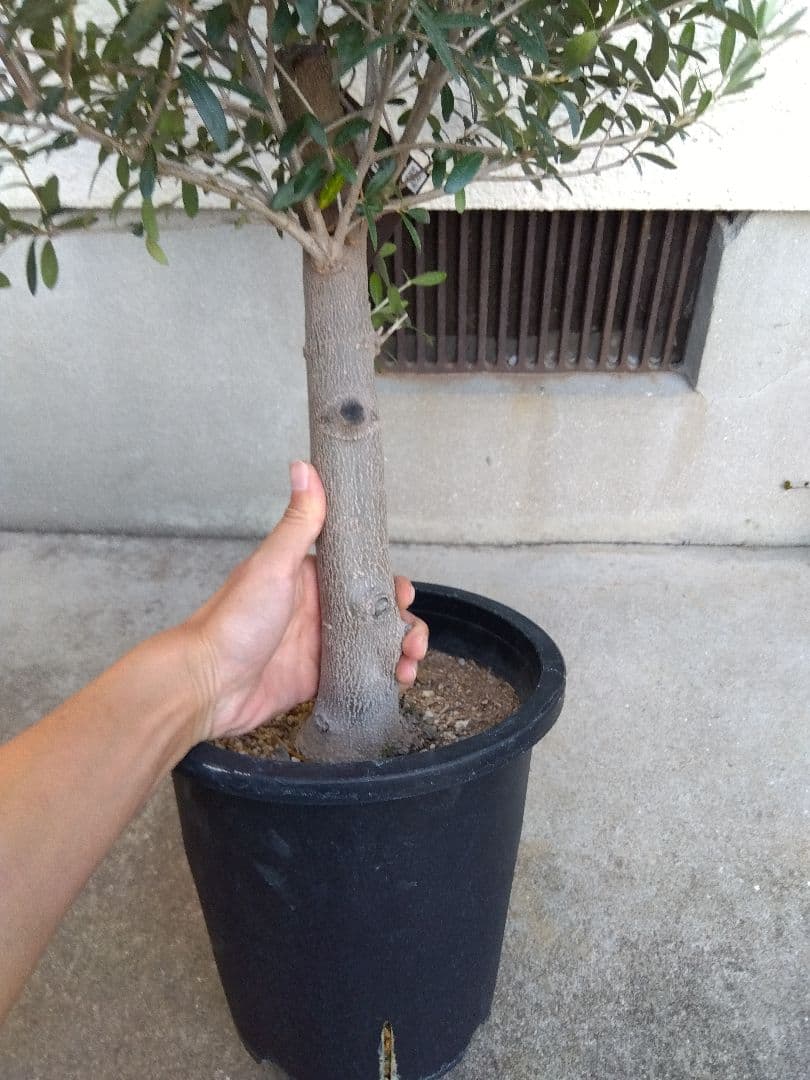 オリーブ 創樹 souju ネバディロブランコ 8号鉢つき 極太❗ あ