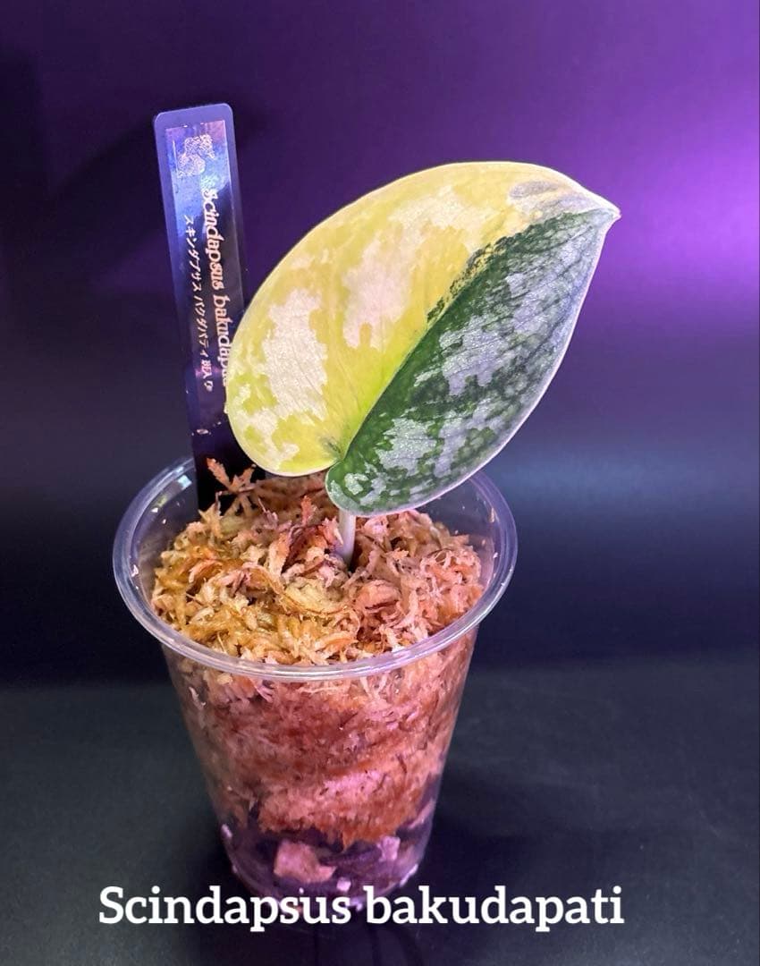 スキンダプサス 綺麗な セットL2の通販はau PAY マーケット - 輸入雑貨