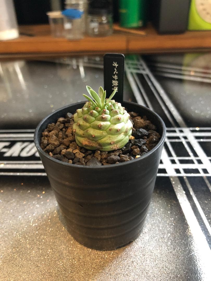 オベサ鉄甲④ 実生 2022年頃 播種 良型 フーフォルビアオベサ♀✕鉄甲