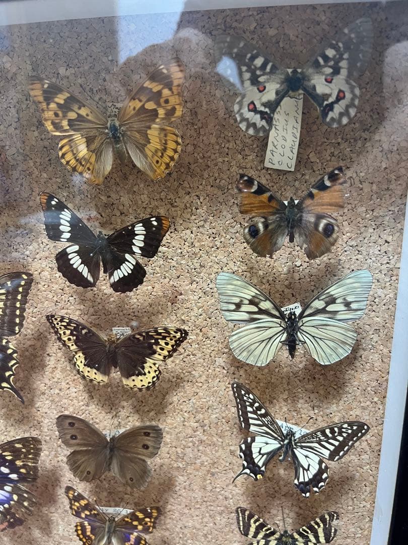 ドイツ空箱2点と蝶標本1点3セット 黒50x42x6cm蝶か