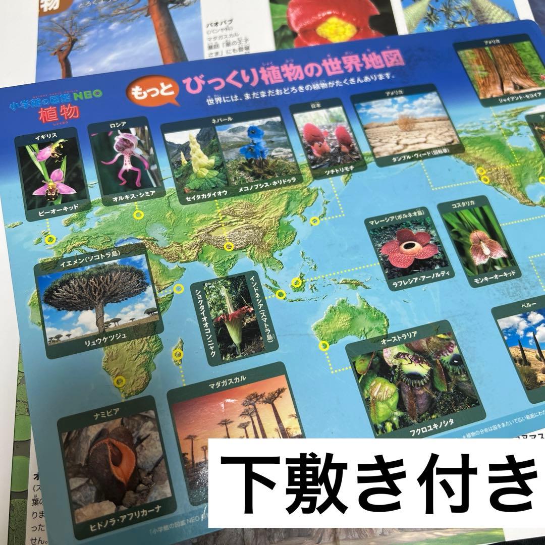 本日まで❗️】小学館 図鑑 NEO 14冊セット DVD未開封・下敷やマップ付