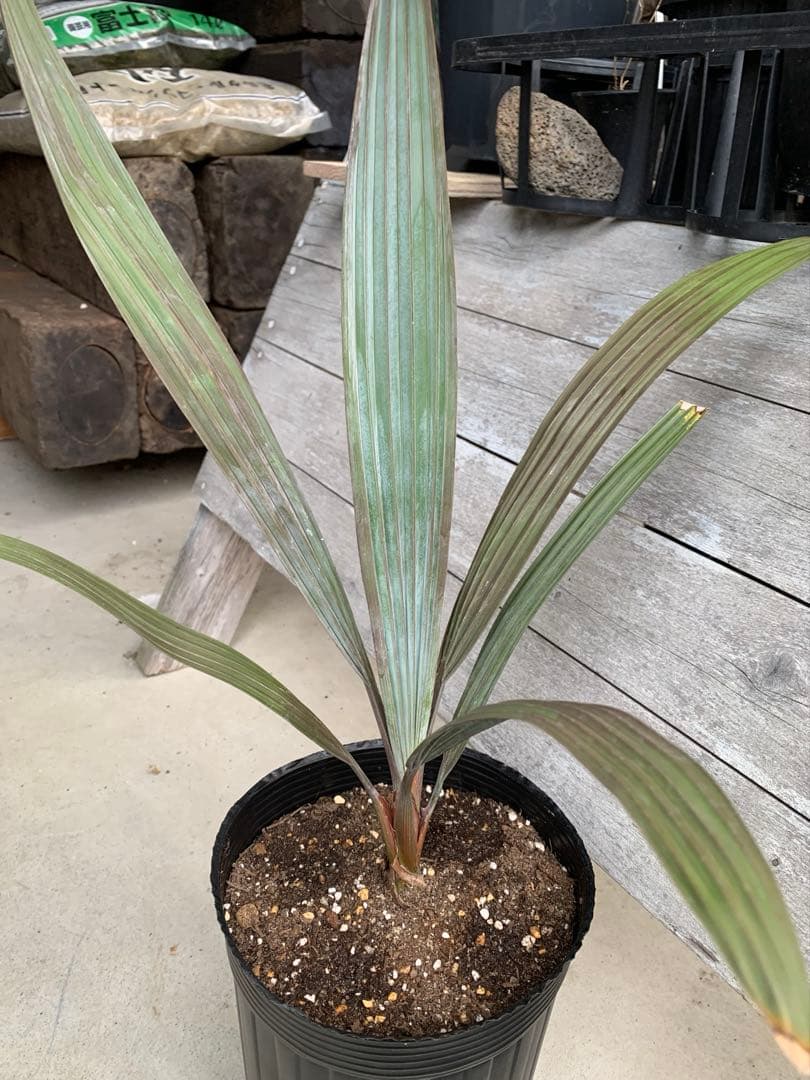 【安心の生産者仕入れ】ビスマルキアノビリス　シルバー　② 2026年最新】ビスマルキアノビリスシルバーの人気アイテム - メルカリ