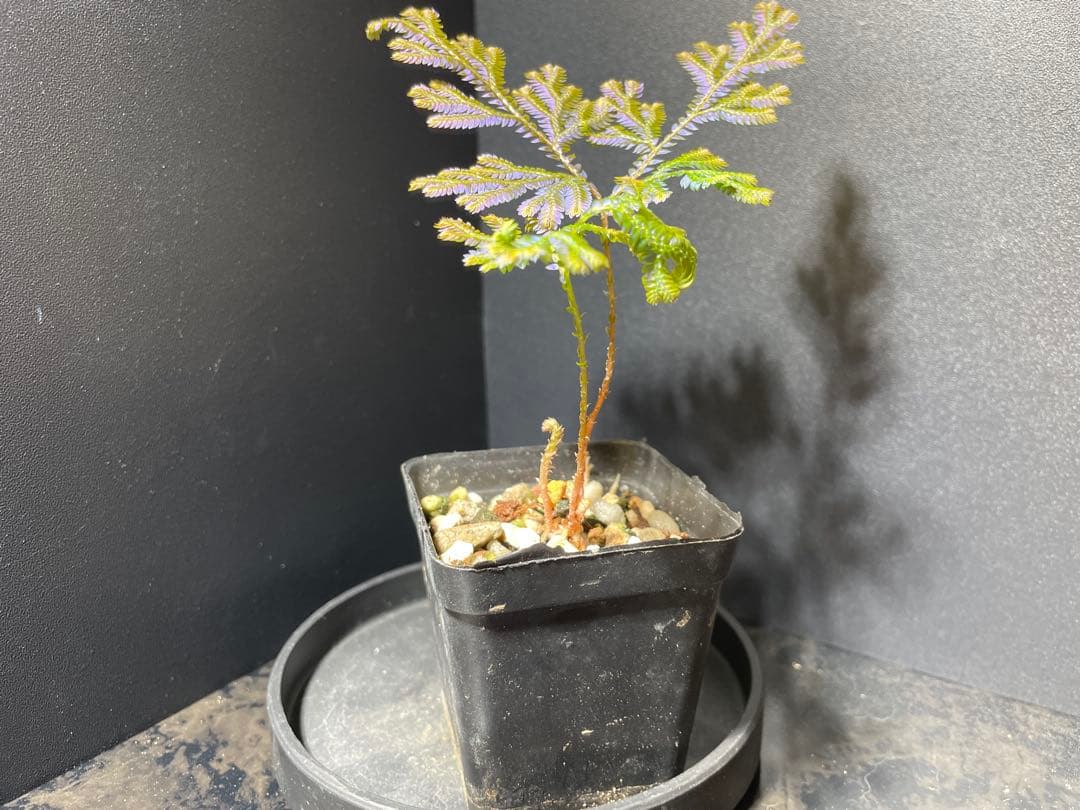 【良発色！！】★セラギネラ　サイアメンシス　株立★