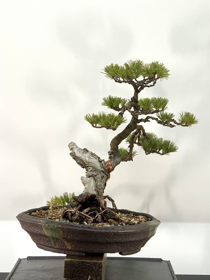 優美な枝振りの半懸崖五葉松　竜岳南蛮鉢（検索/文人　赤松　真柏　サバ幹　盆栽）