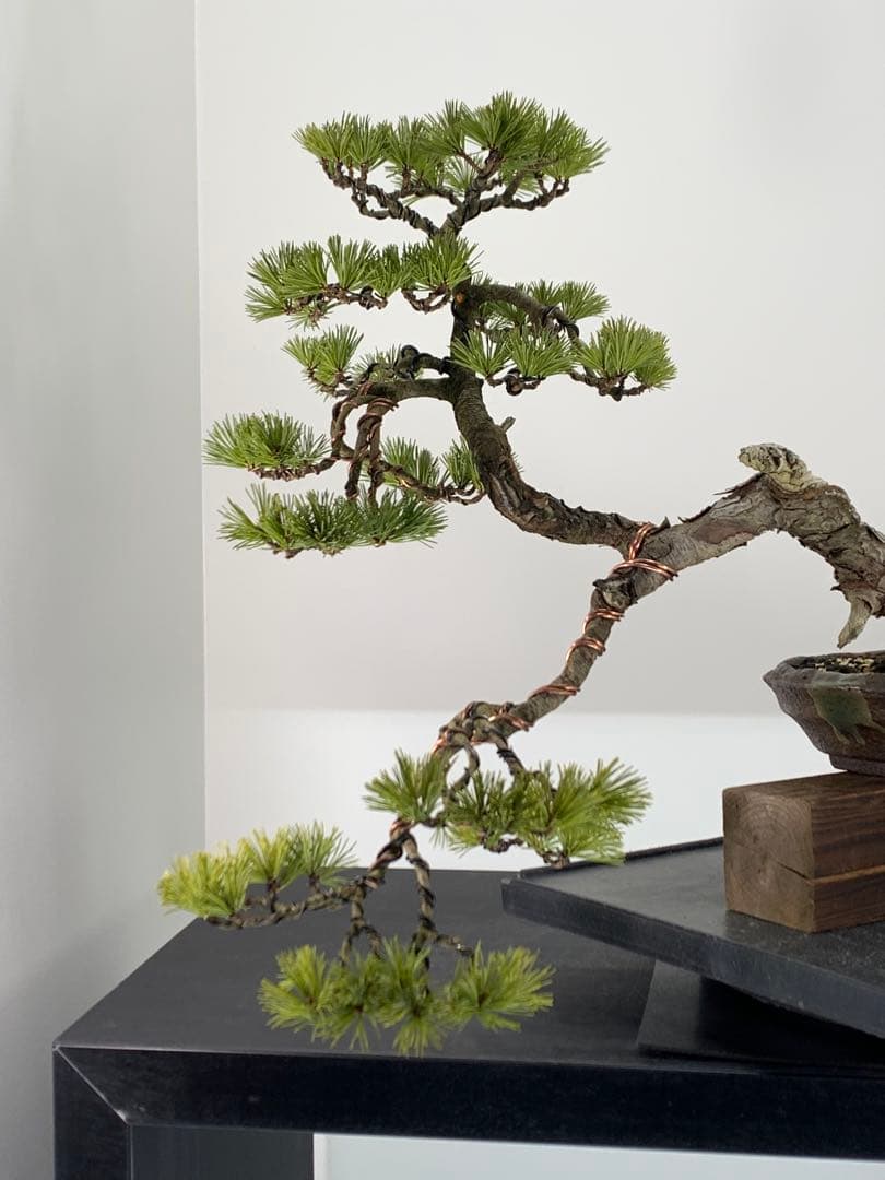 優美な枝振りの半懸崖五葉松　竜岳南蛮鉢（検索/文人　赤松　真柏　サバ幹　盆栽）