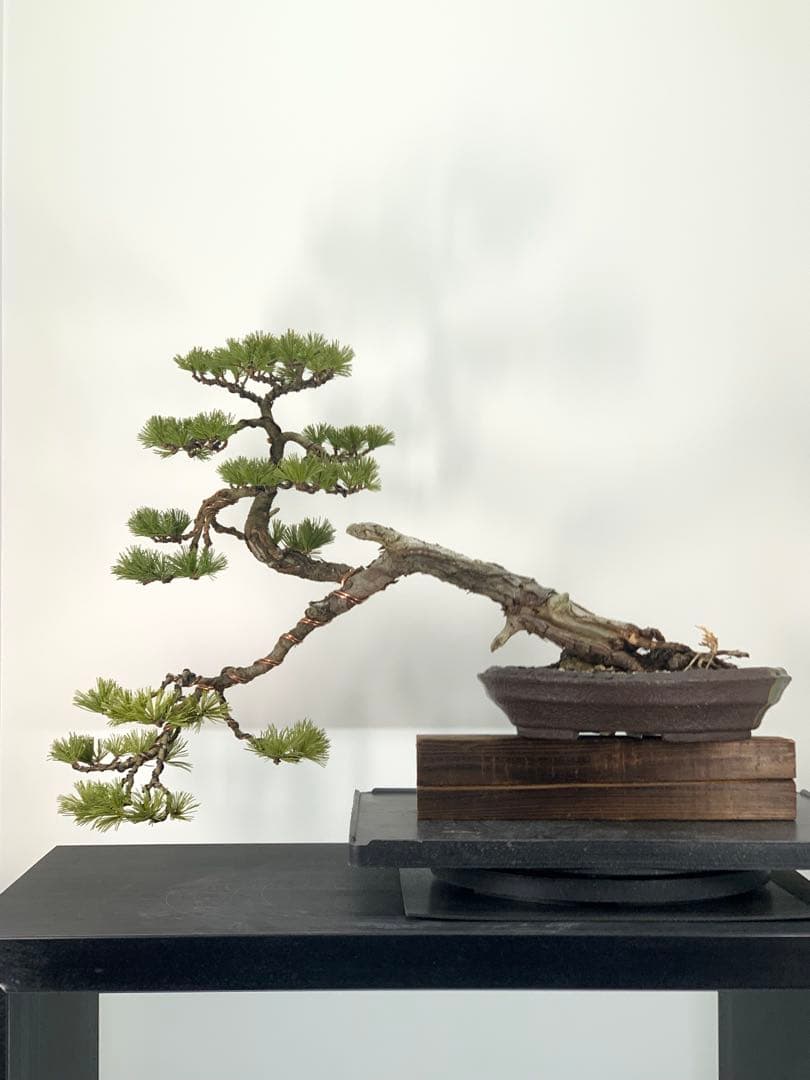 優美な枝振りの半懸崖五葉松　竜岳南蛮鉢（検索/文人　赤松　真柏　サバ幹　盆栽）
