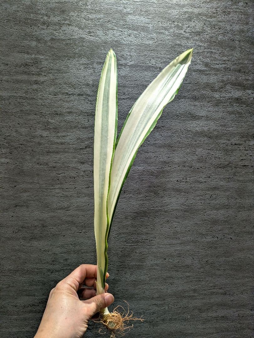 祥*作様 サンスベリア ビューティークイーン 超特大苗 ロリダ サボテン