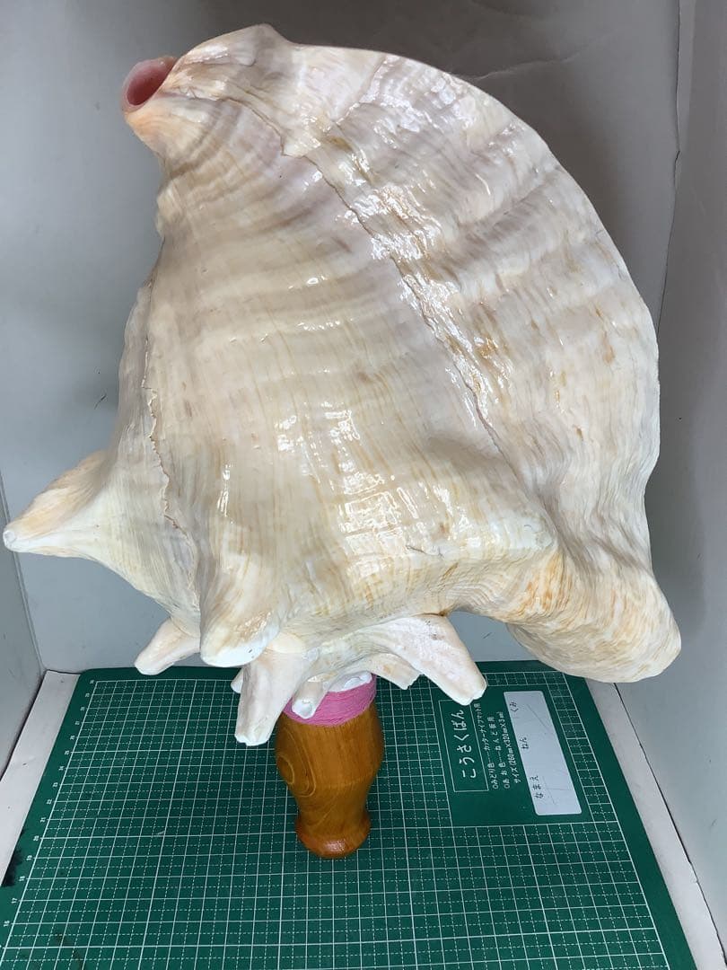 ヤフメリ58・ピンクガイ・法螺貝・山伏・修験者・豊臣兄弟・羽黒山