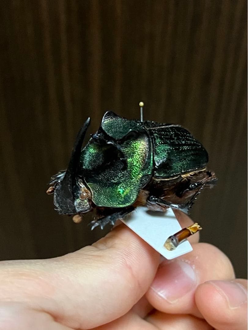 エンシフェルオオニジダイコク 昆虫標本の通販はau PAY マーケット