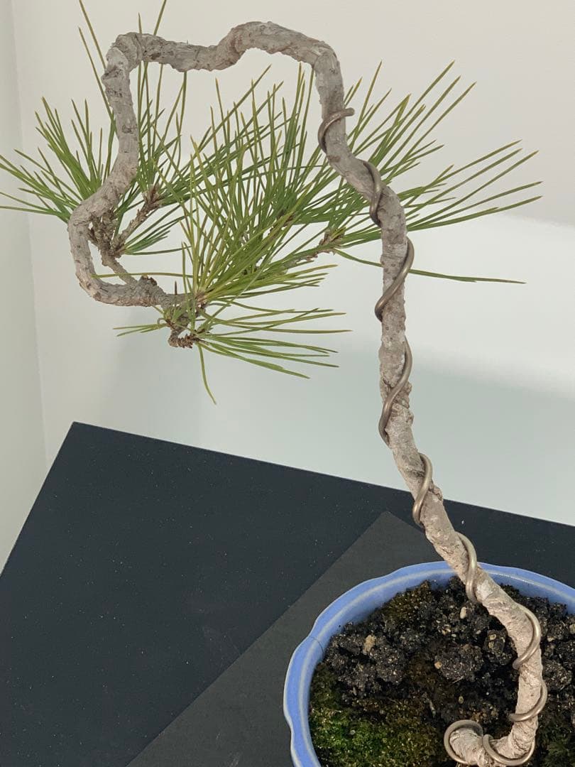 乙な幹流れ 文人黒松 樹高約33cm（検索/赤松五葉松真柏シャリ懸崖小品