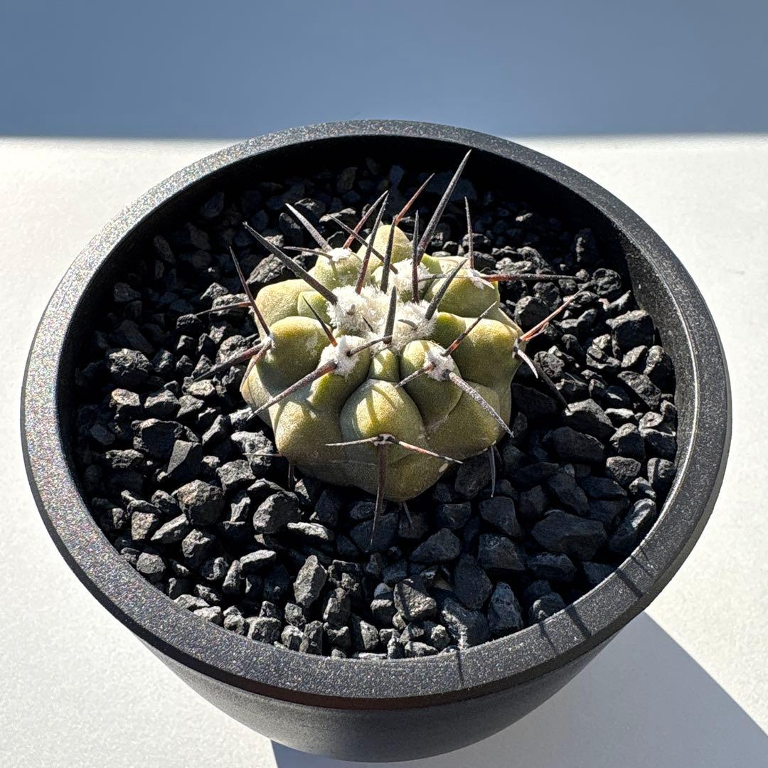 コピアポア　黒王丸　実生 copiapoa 黒王丸 実生 一巡 自家実生からの実生、純国産🫶 黒王丸