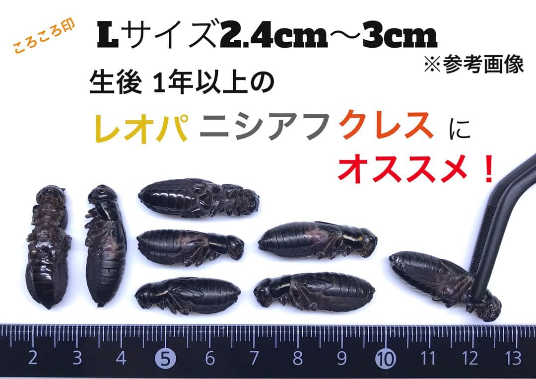 冷凍クロコL 約1000匹1kg 冷凍コオロギ - メルカリ